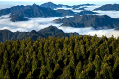 數(shù)字化轉(zhuǎn)型賦能林業(yè)高質(zhì)量發(fā)展